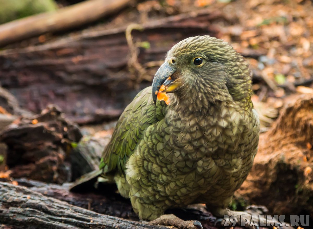 Зеленый попугай какапо