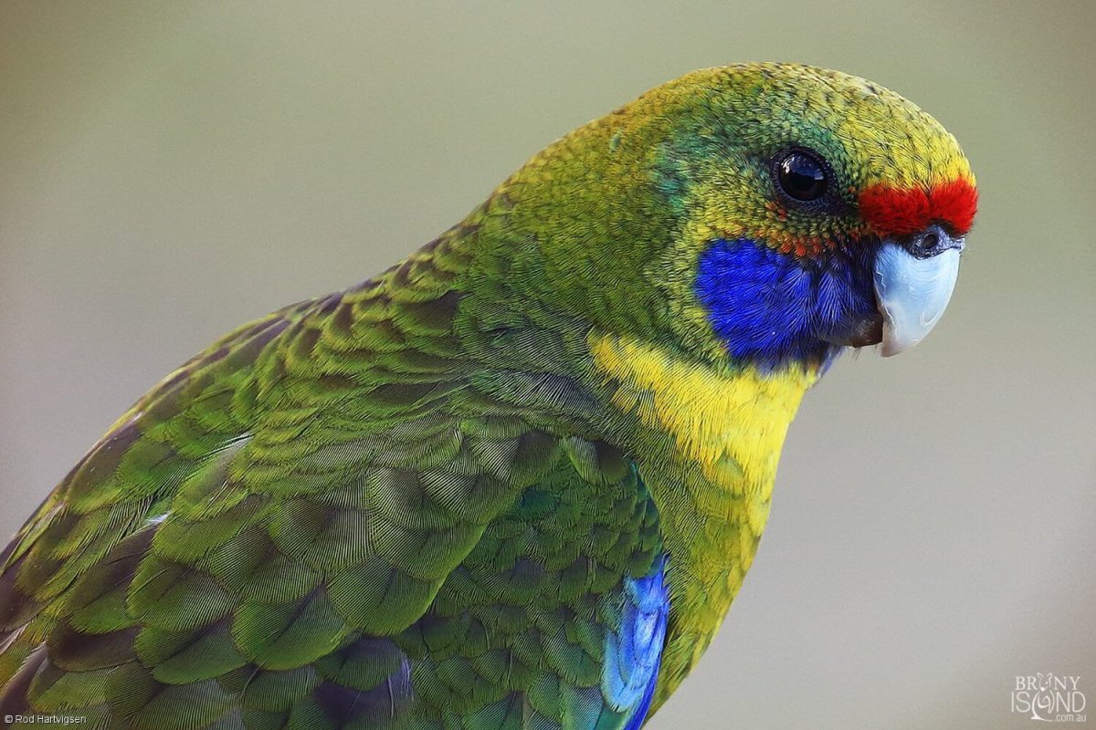 Скелет какапо