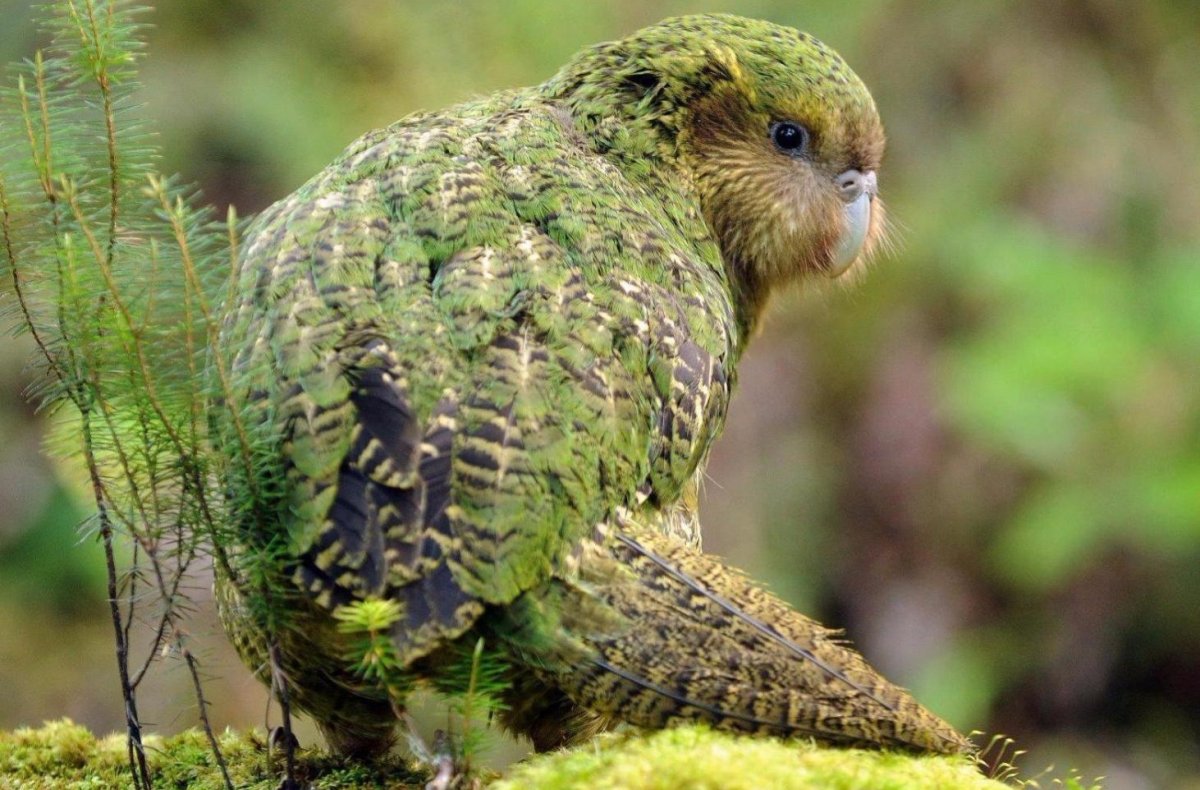 Попугай @Budgies_8