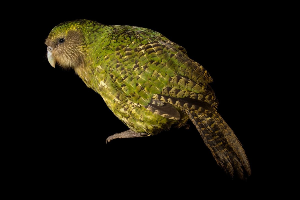 Какапо птица