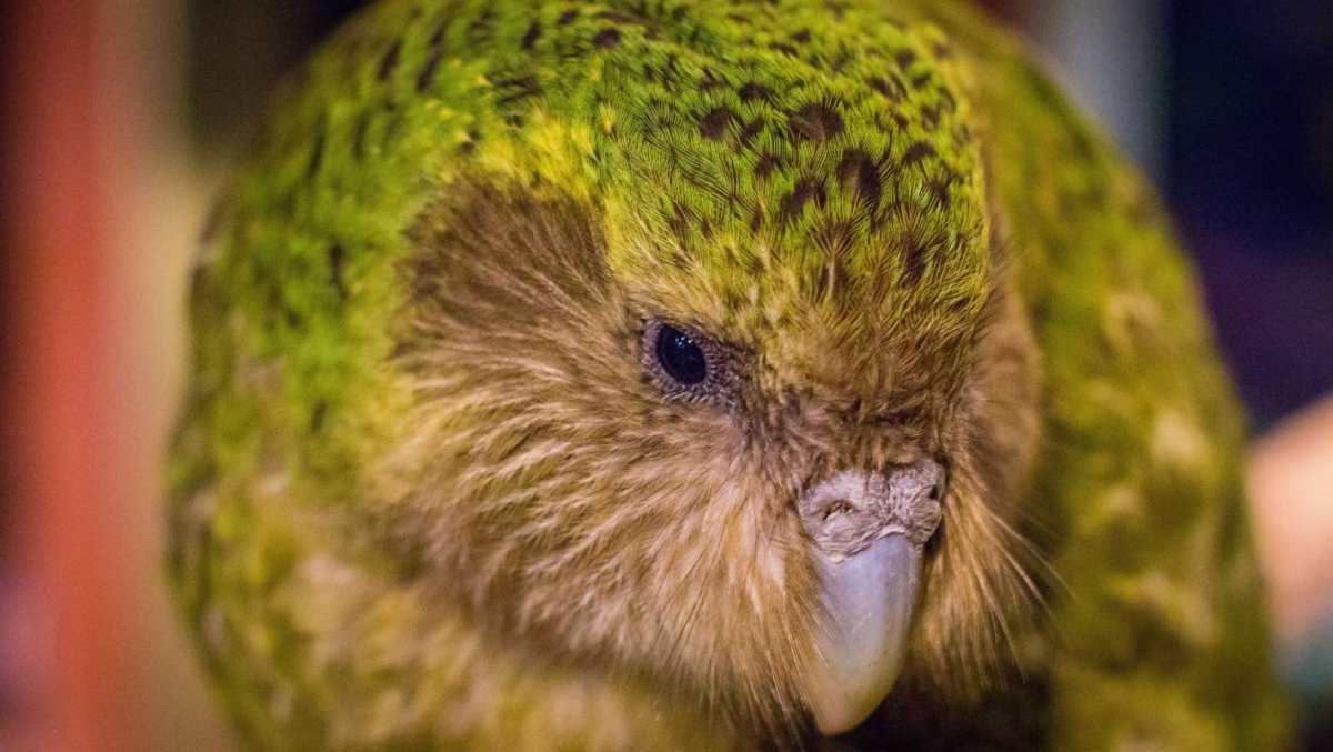 Какапо норка