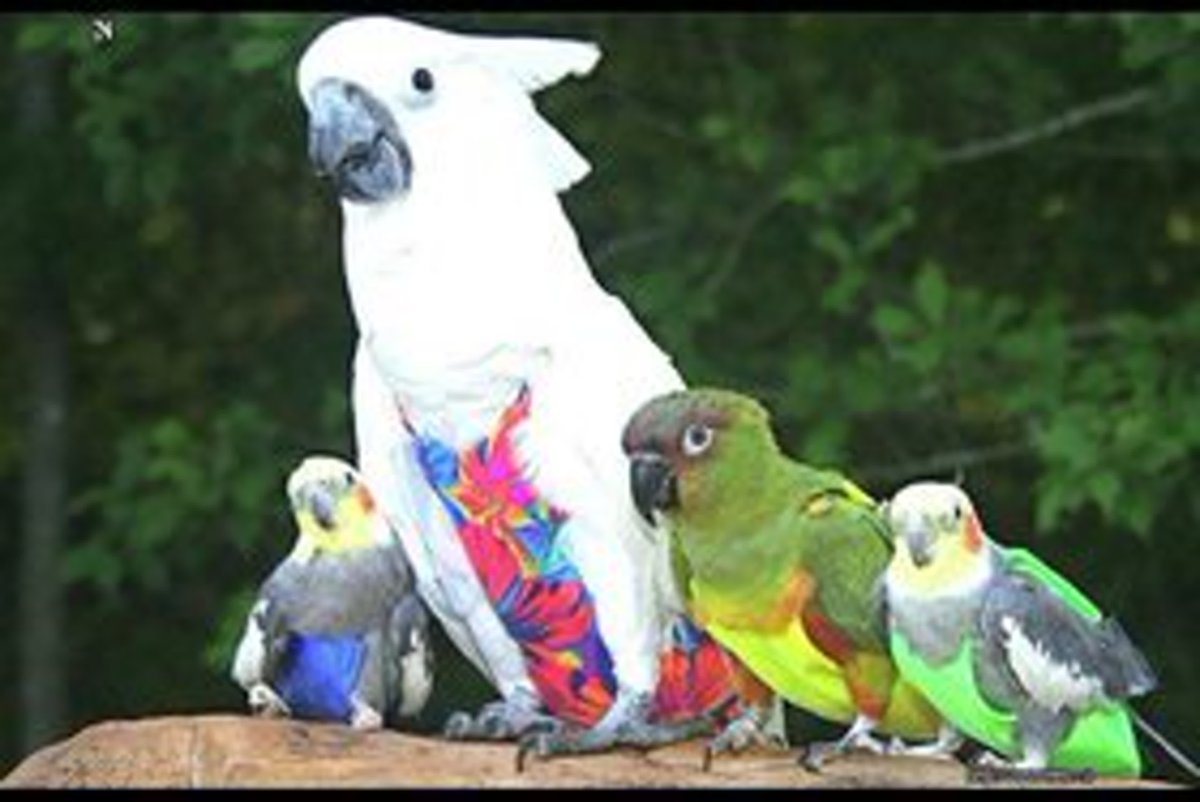 Тропик парк редкие животные