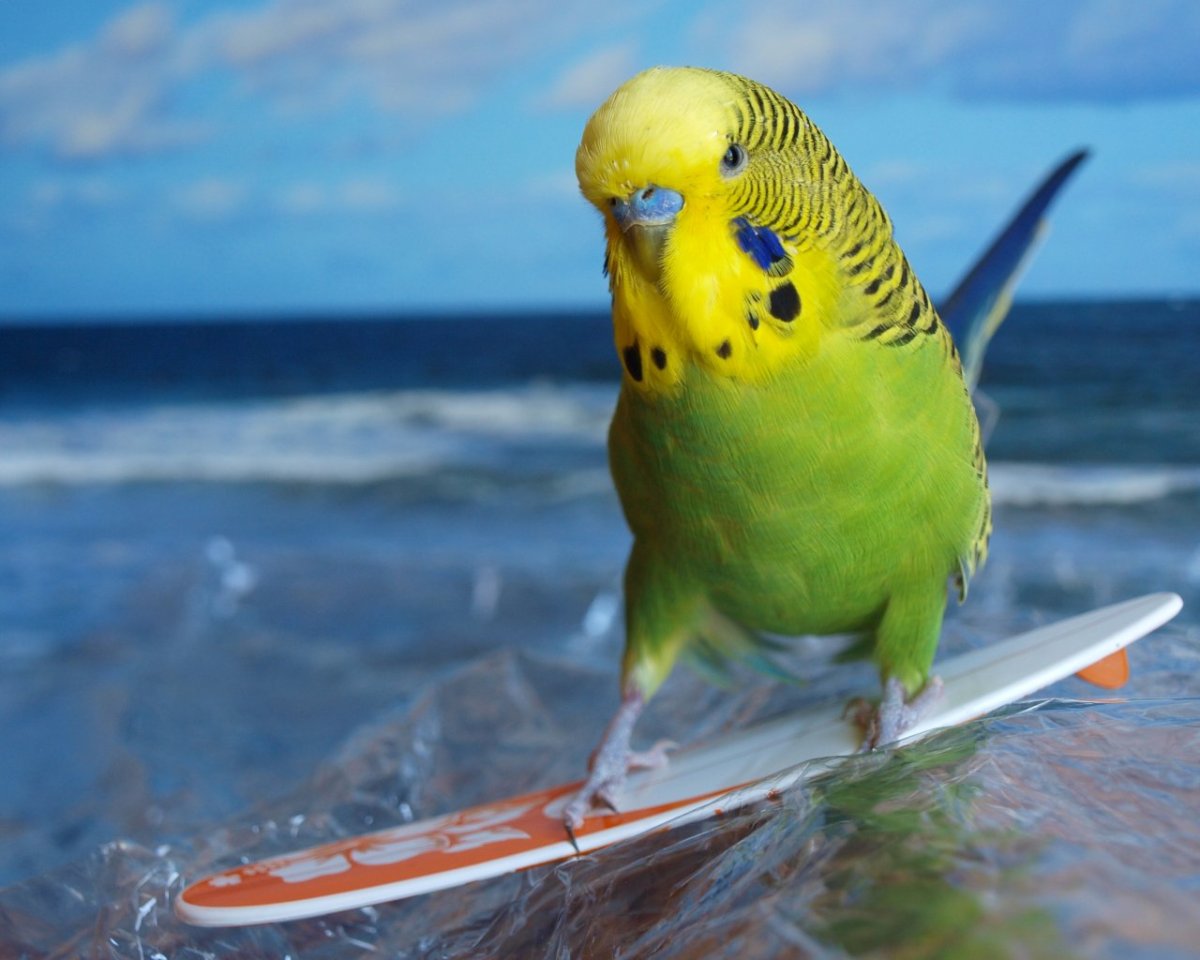 Крылья птицы Океании какапо