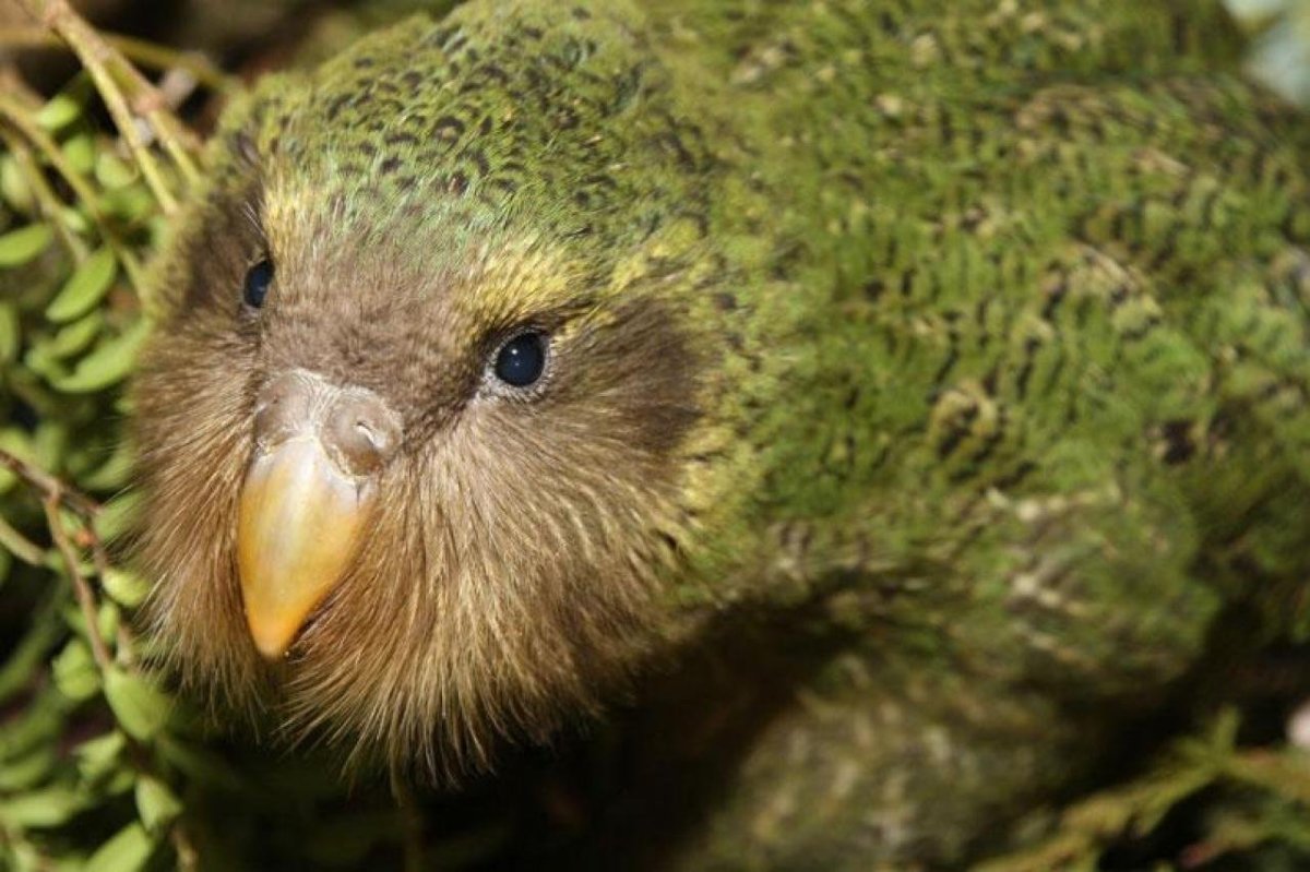 Какапо когти