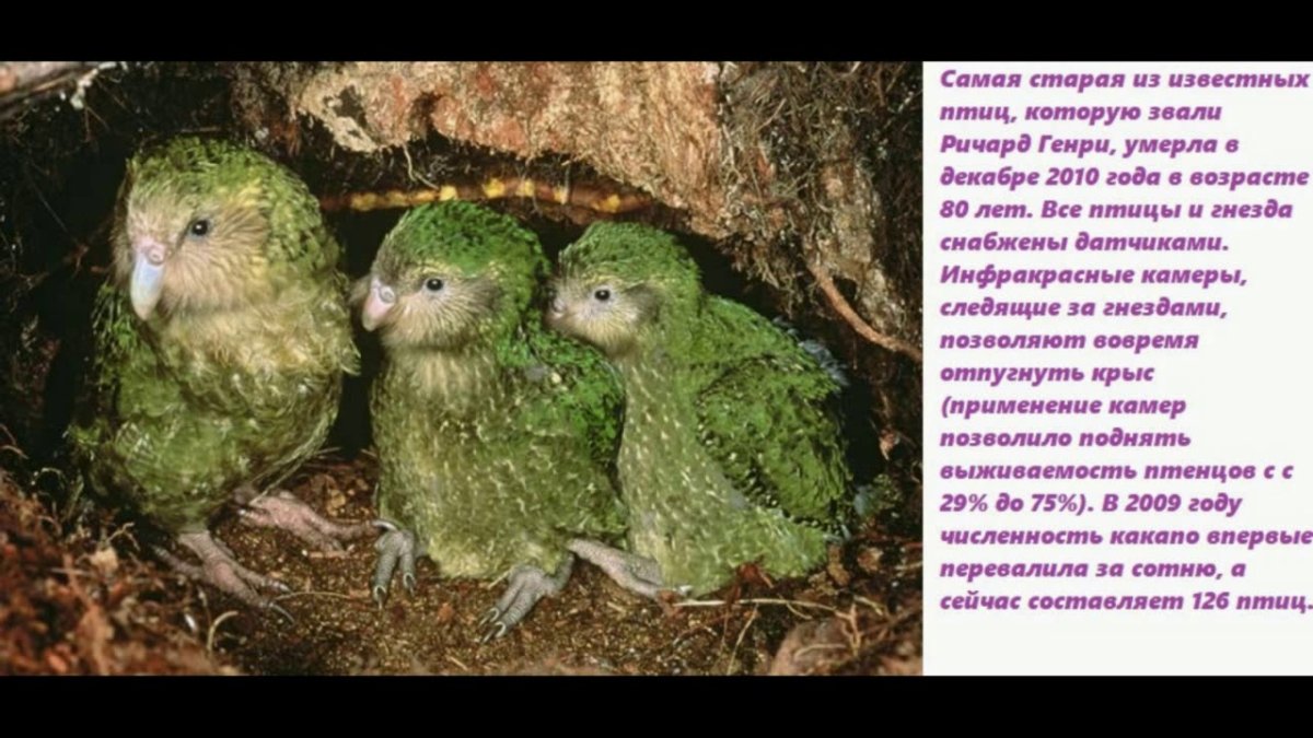 Попугаи неразлучники любовь