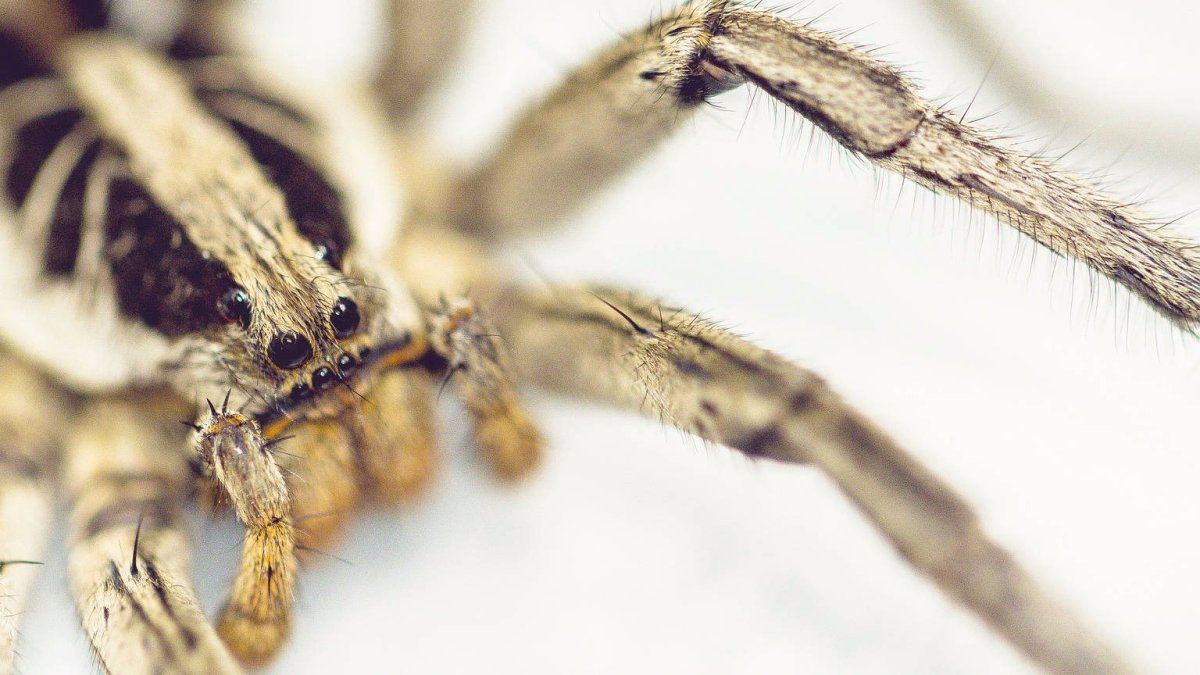 Пауки живущие в зиме