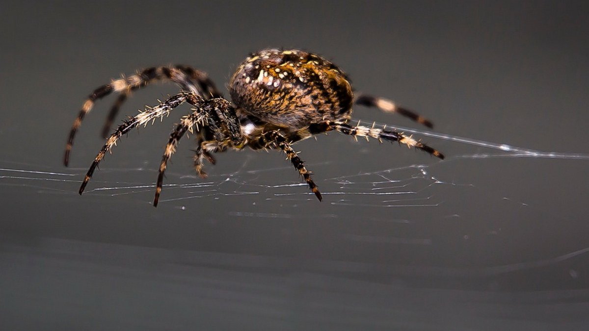 Паук вблизи сбоку