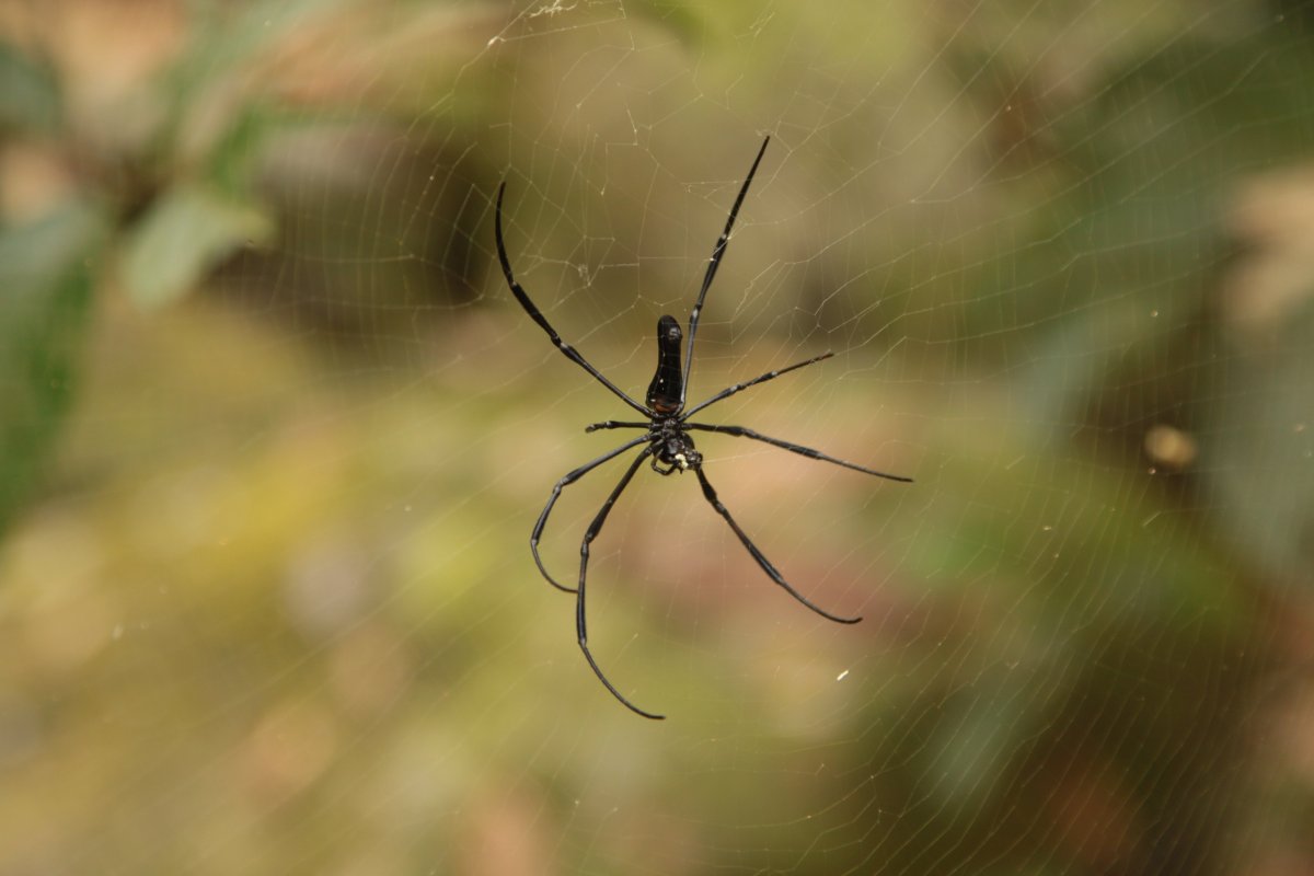 Рыбацкий паук насекомое