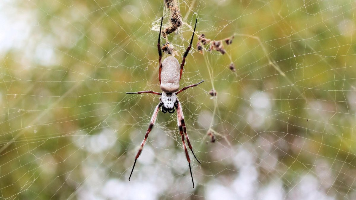 Диктиновые пауки Ткачи
