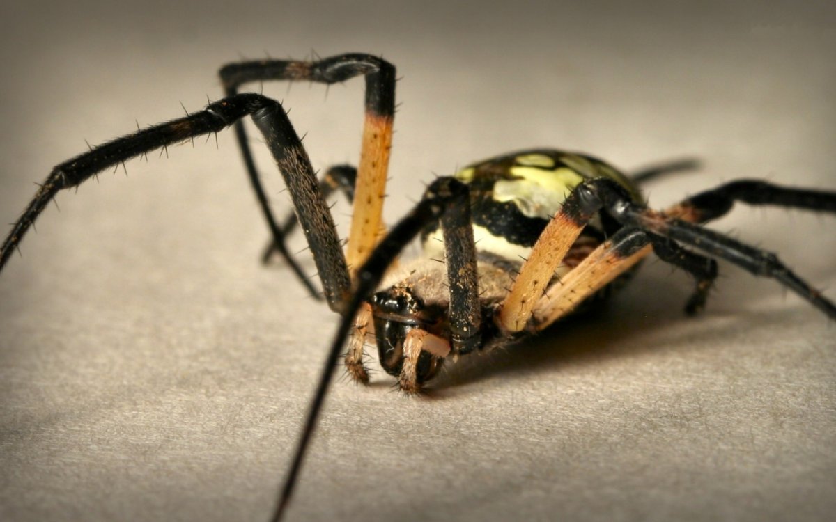 Древние пауки Арахниды