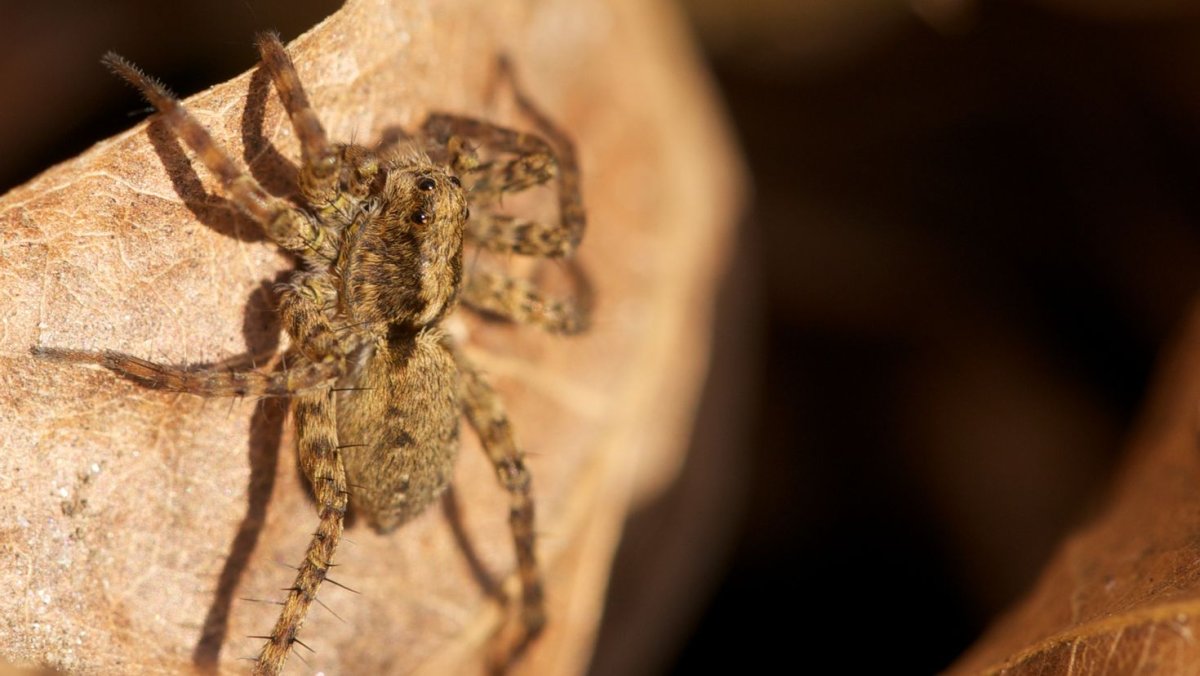 Паукообразные это