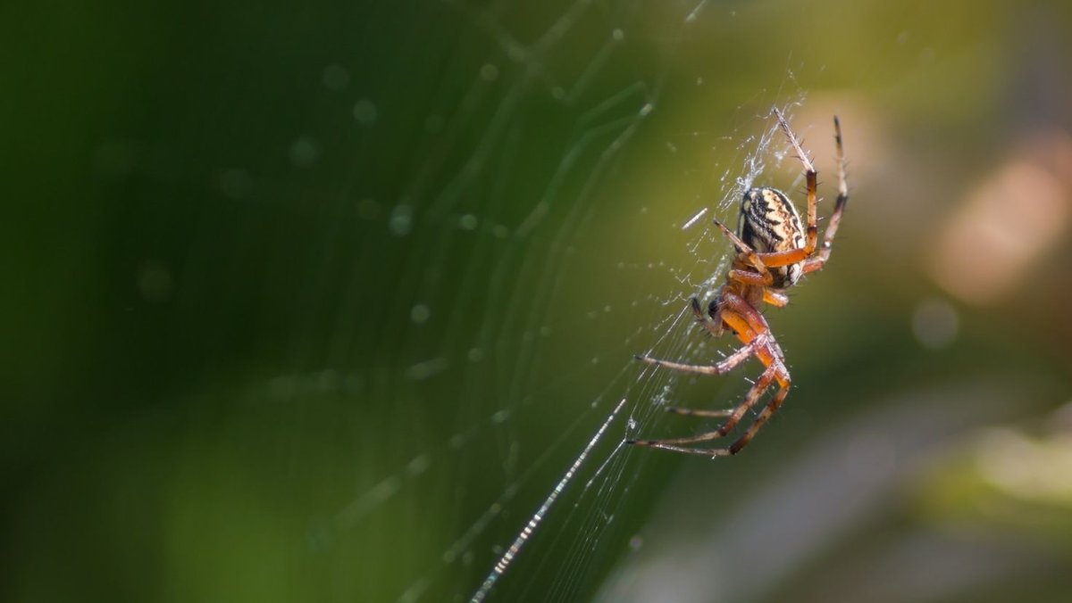 Мудрый паук