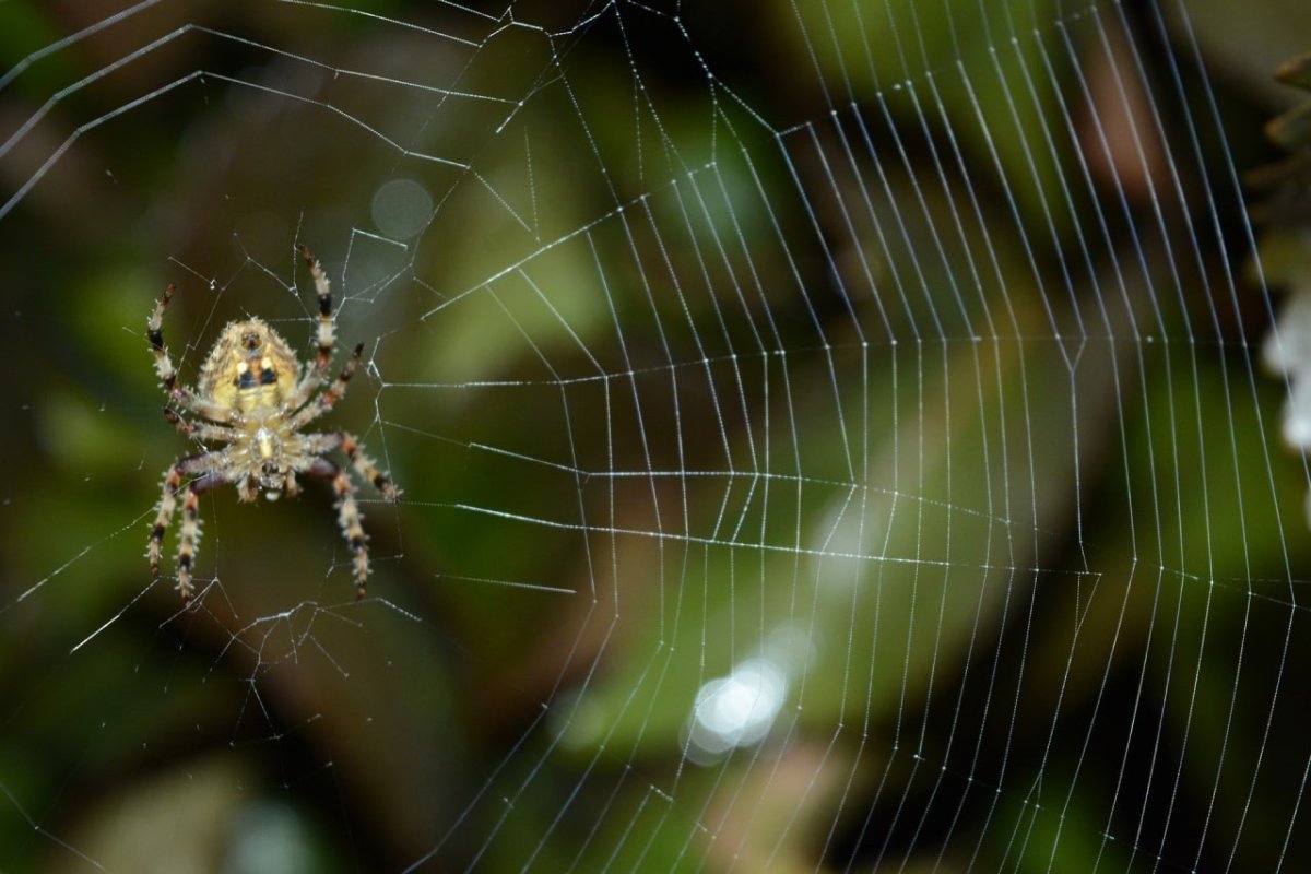 Пауки в естественной среде