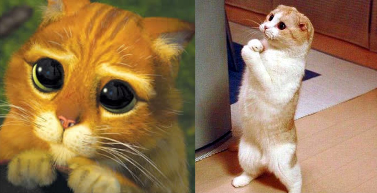 Кот с жалостливыми глазами