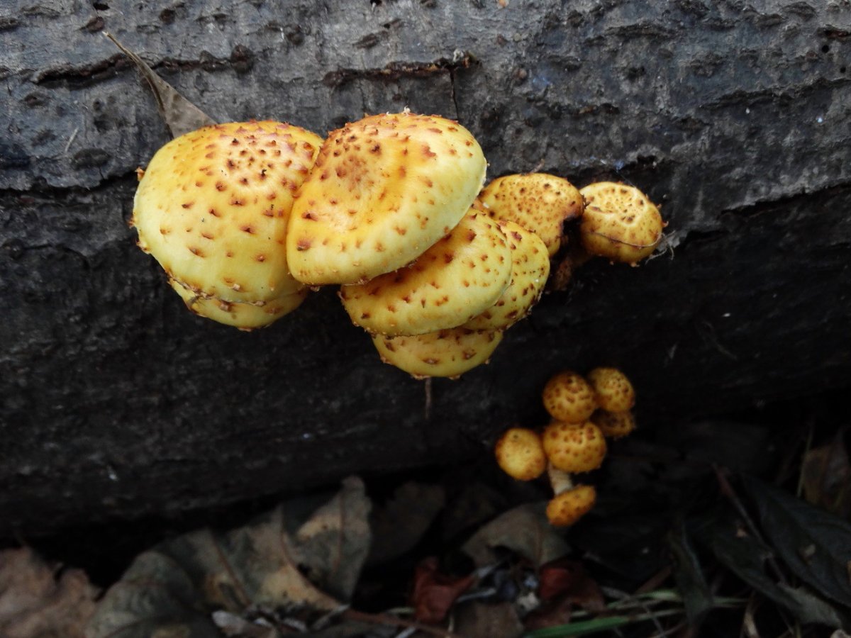 Чешуйчатка