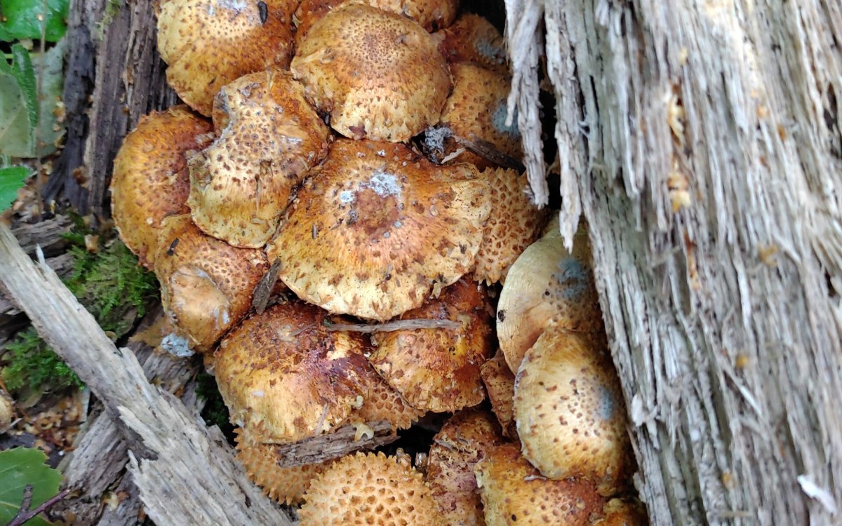 Гриб чешуйчатка обыкновенная Pholiota squarrosa