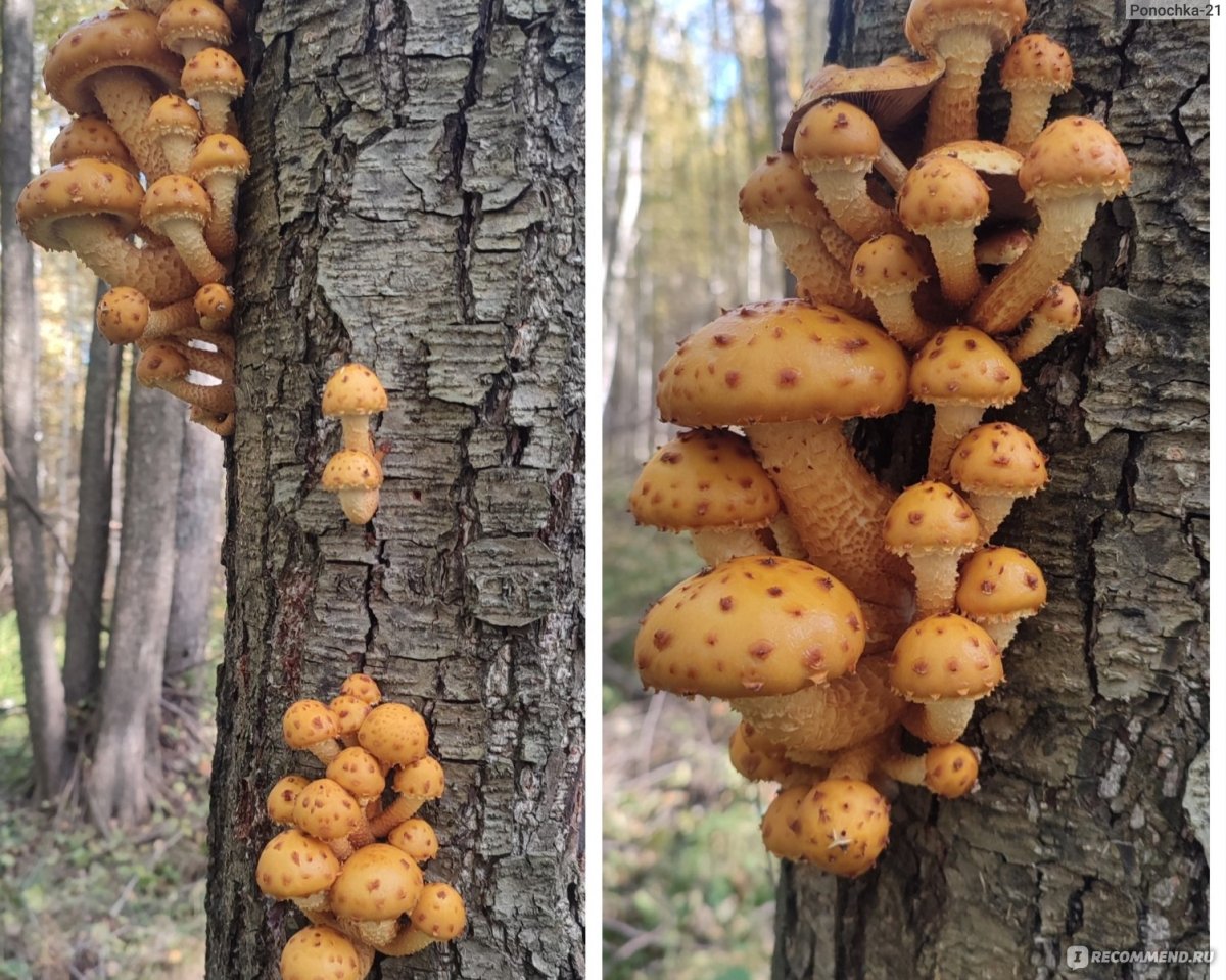 Гриб лепиота древесинная