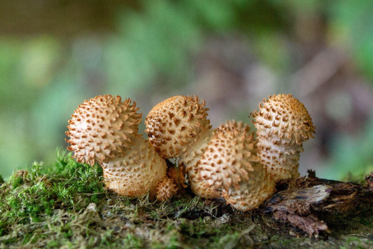 Гриб чешуйчатка обыкновенная Pholiota squarrosa