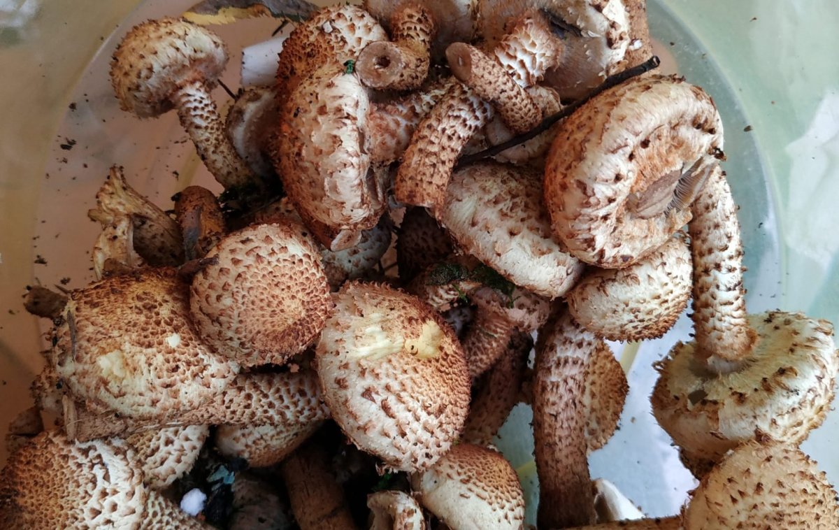 Чешуйчатка Боровая