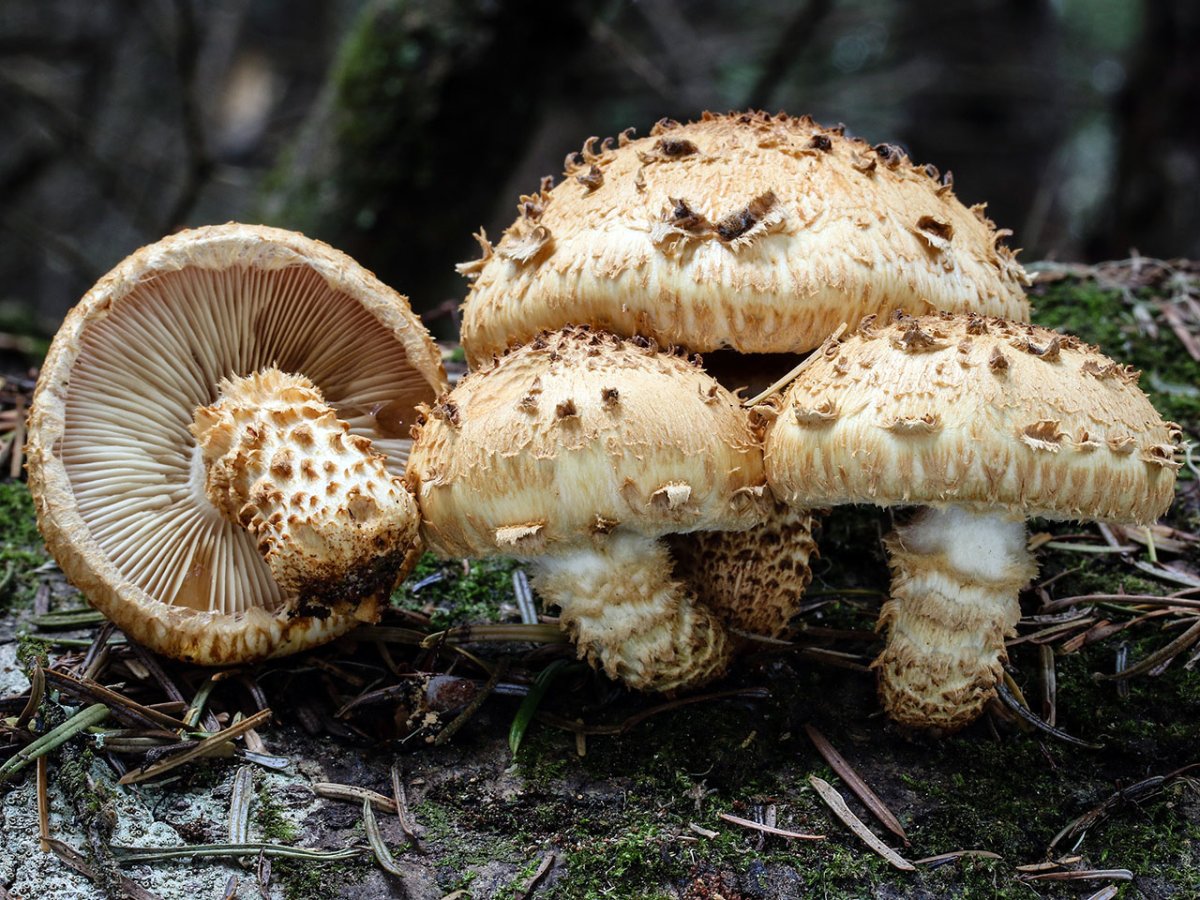 Чешуйчатка золотистая (Pholiota aurivella)