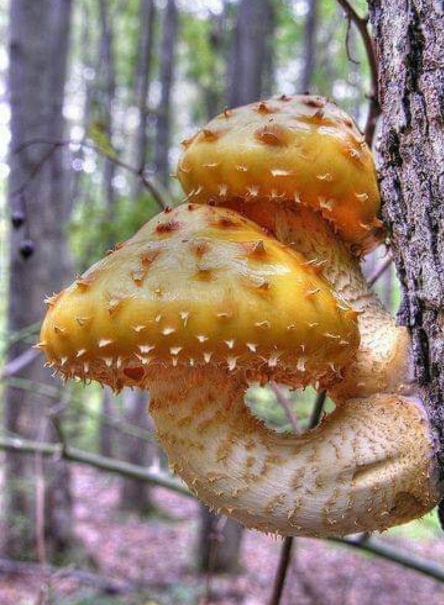 Опята Королевские и чешуйчатка