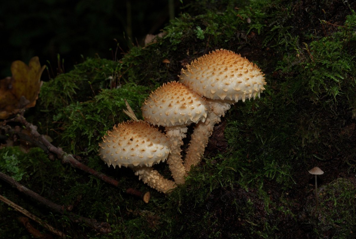 Чешуйчатка золотистая (Pholiota aurivella)