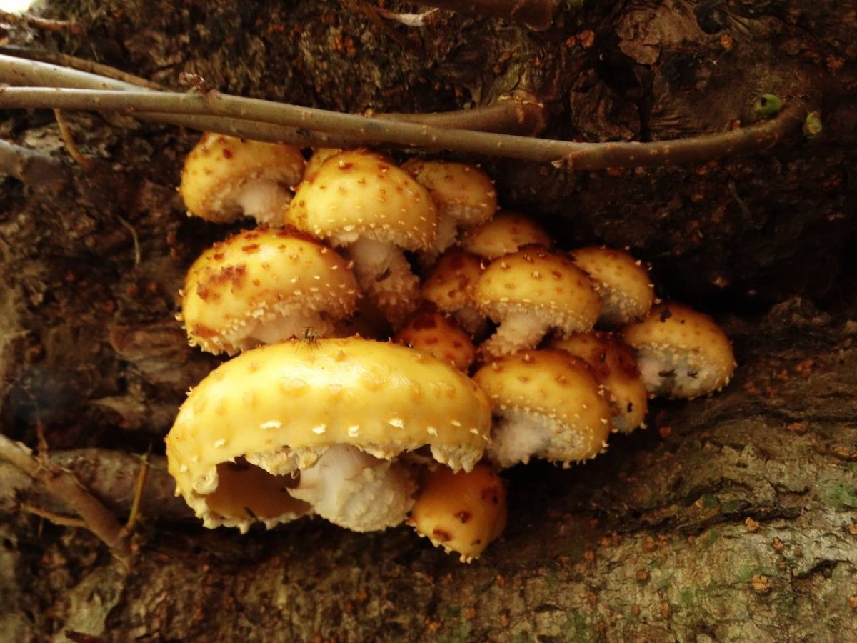 Чешуйчатка золотистая Старая