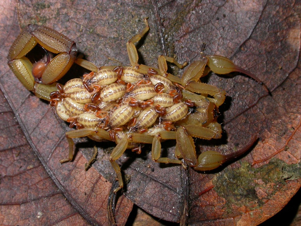 Сороконожка мухоловка