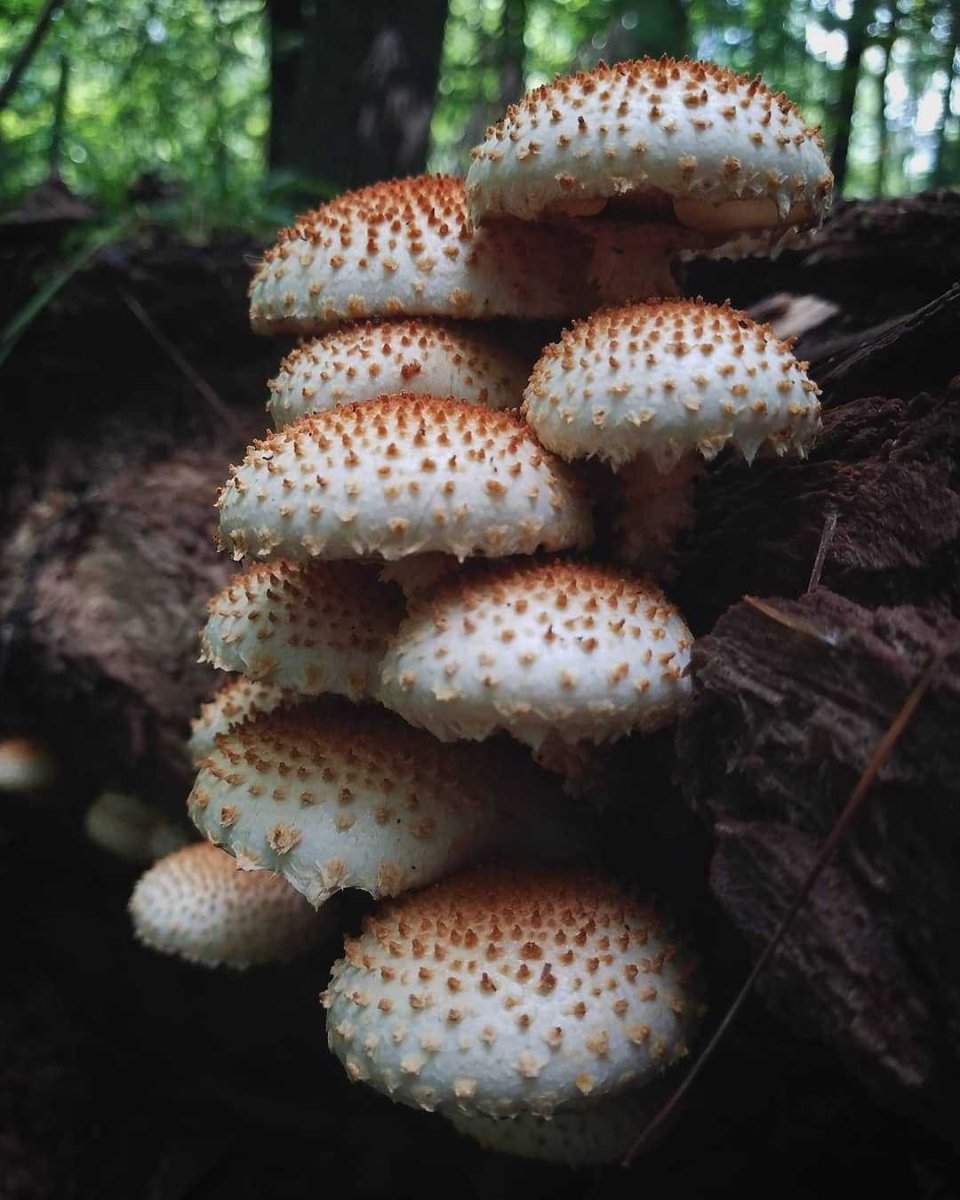 Как растет чешуйчатка в лесу фото