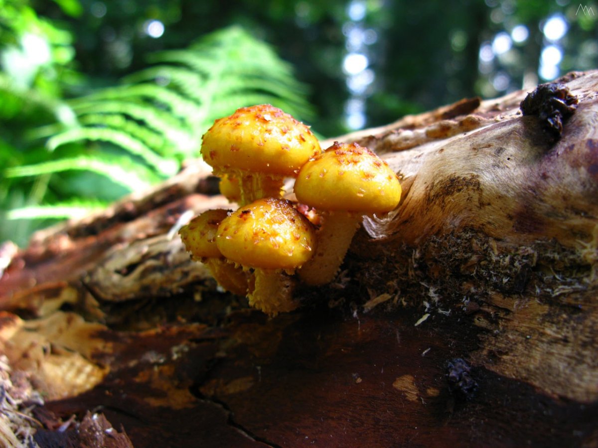 Гриб чешуйчатка Тополиная