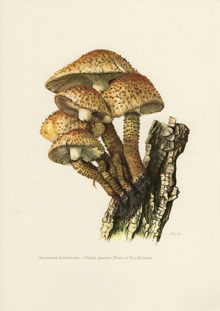 Чешуйчатка обыкновенная съедобная