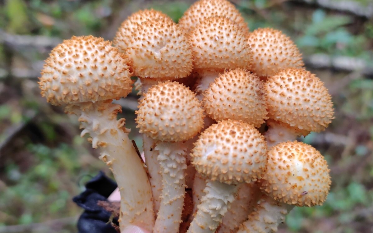 Королевские опята чешуйчатка золотистая