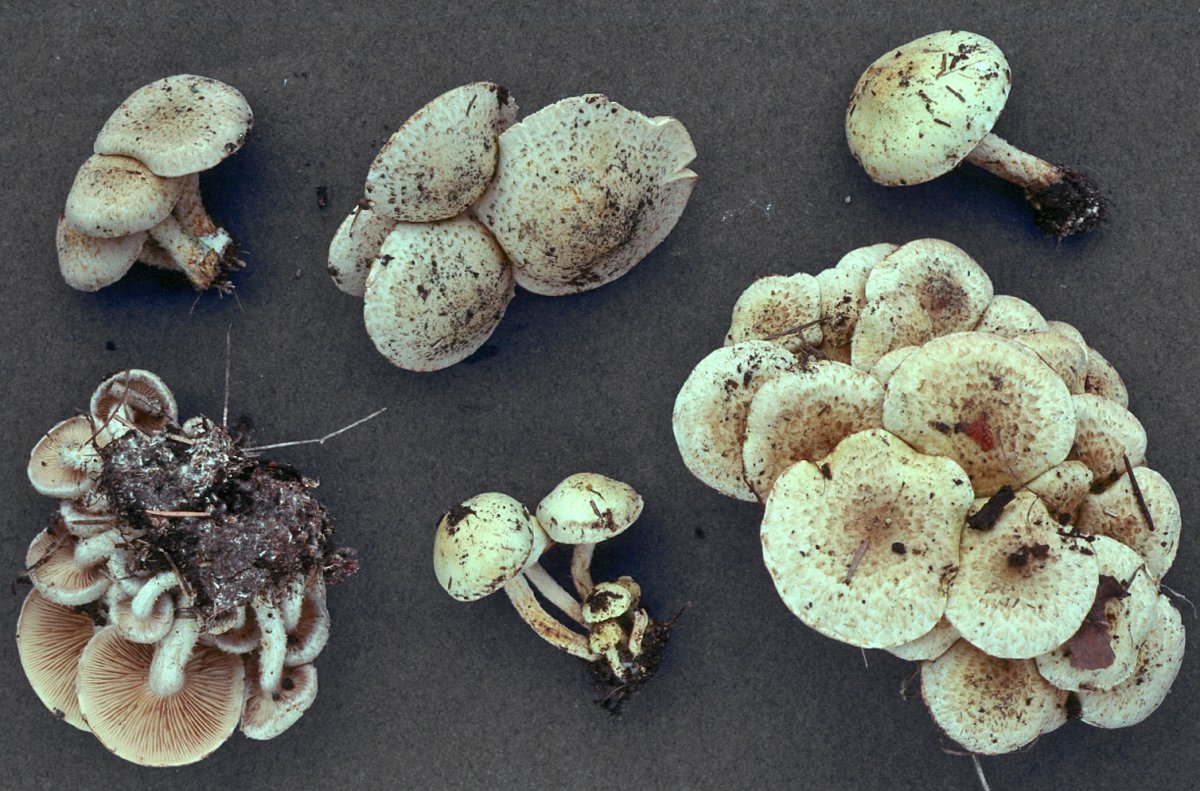 Чешуйчатки грибы съедобные