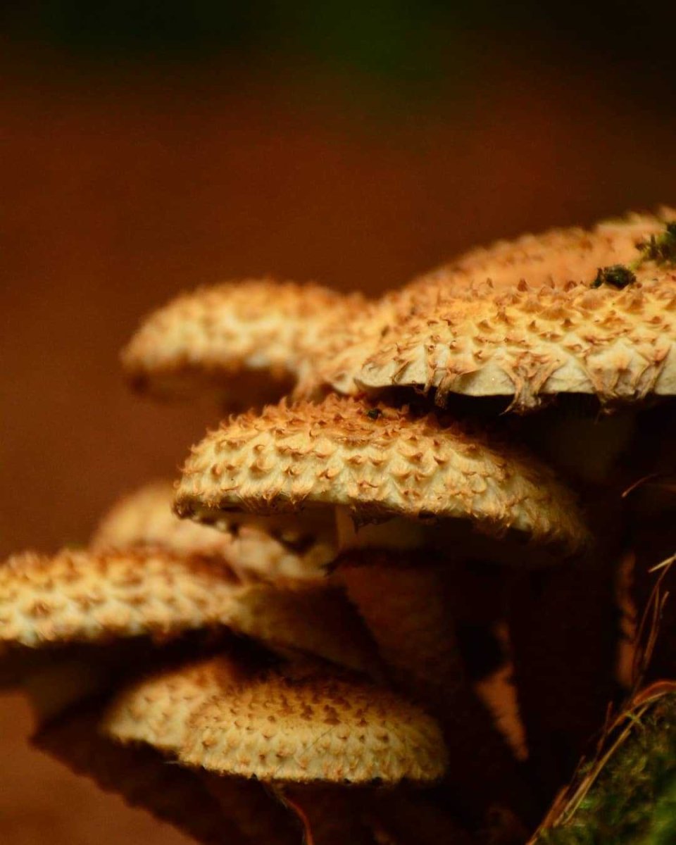 Трутовик чешуйчатка