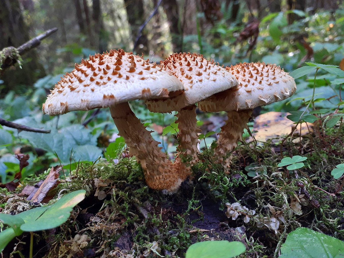 Чешуйчатка чешуйчатовидная Pholiota squarrosoides