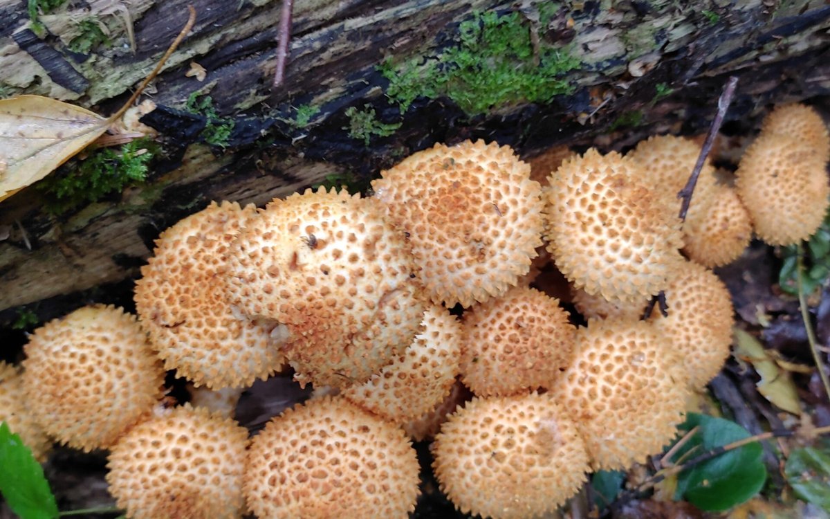 Лепиота древесинная