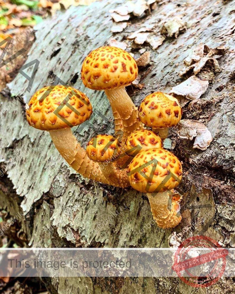 Чешуйчатка