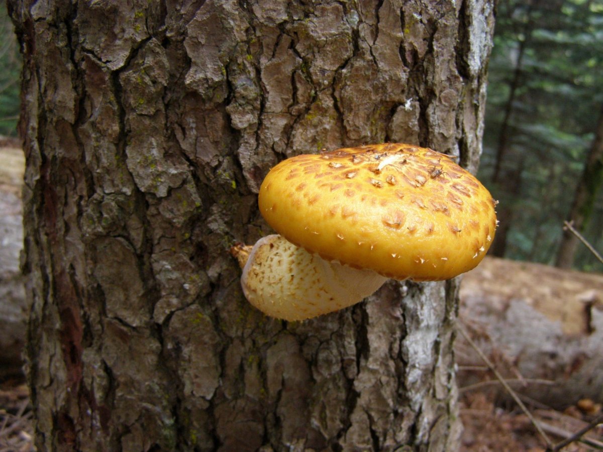 Чешуйчатка золотистая взрослая