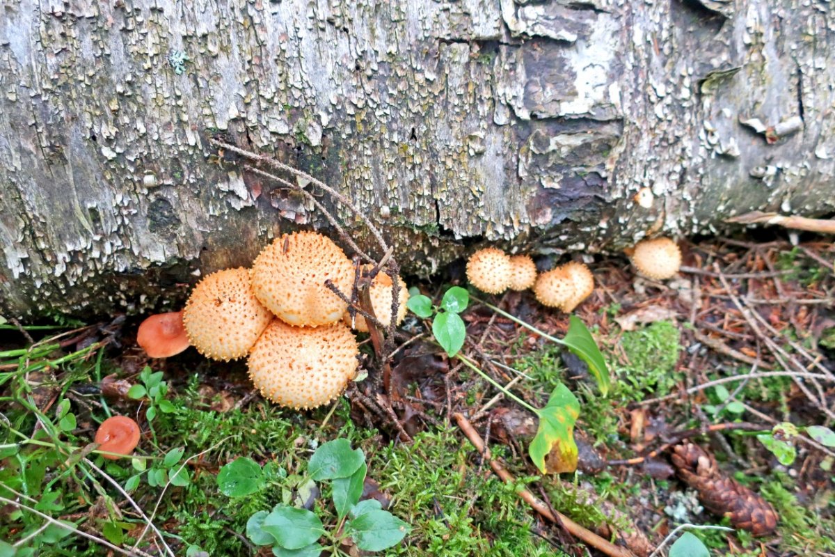 Чешуйчатка золотистая (Pholiota aurivella)