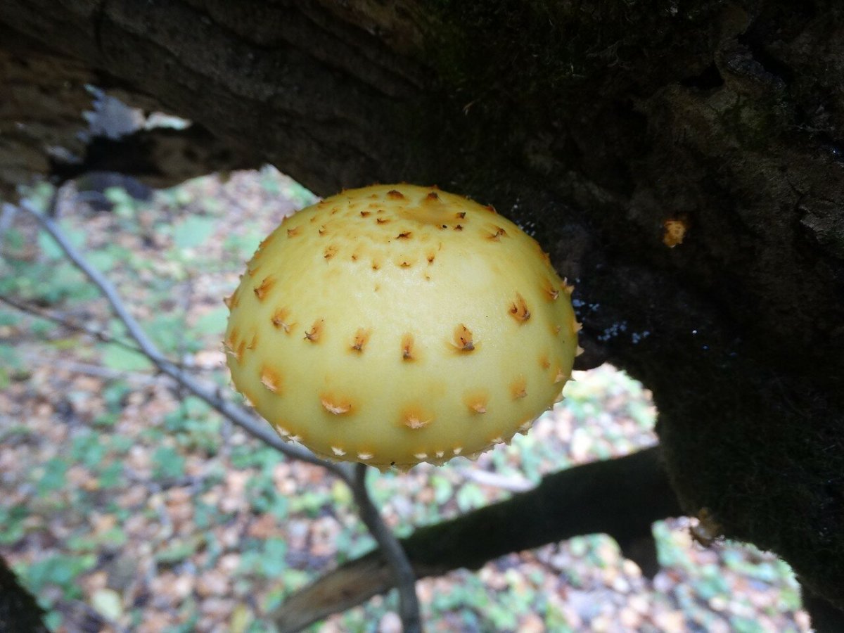 «Королевский опёнок» (чешуйчатка ворсистая)