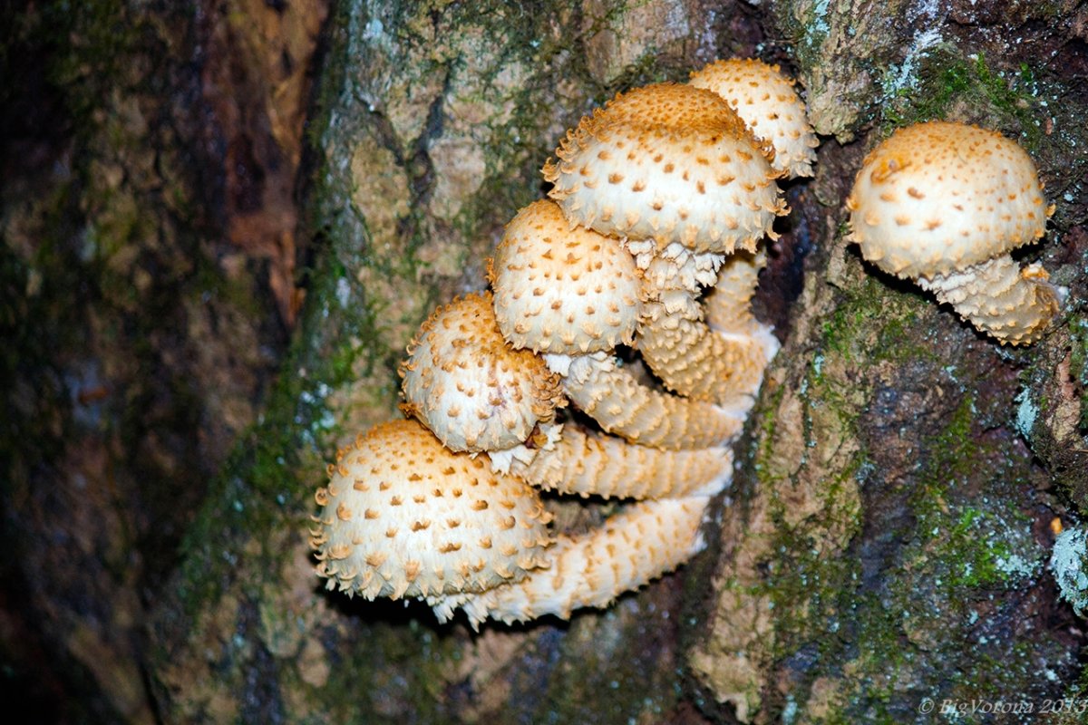 Чешуйчатка чешуйчатовидная Pholiota squarrosoides