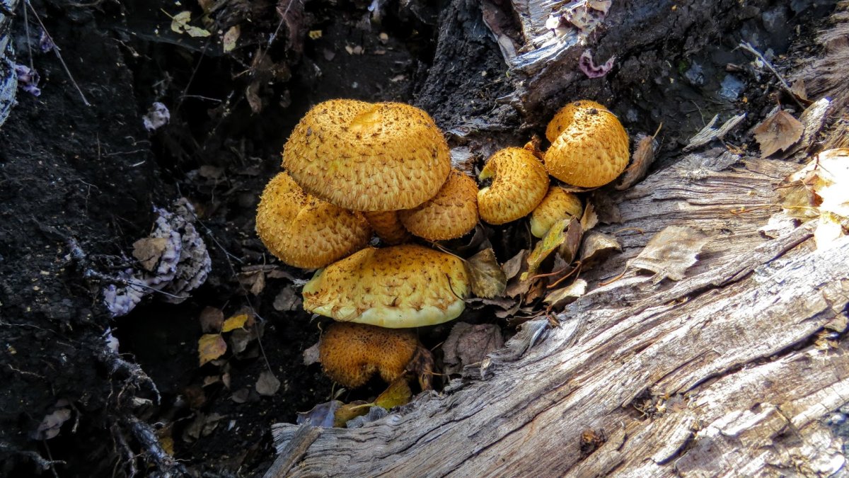 Пряная чешуйчатка съедобная