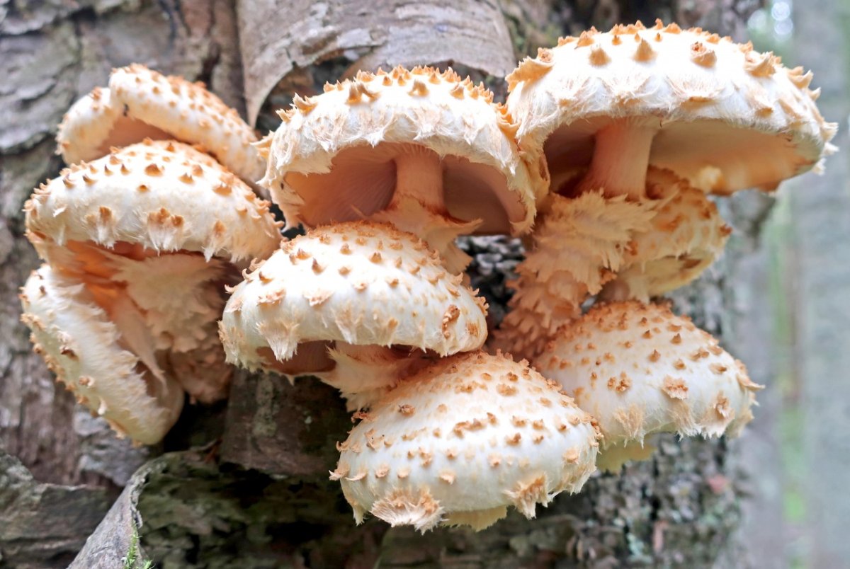 Опята Королевские и чешуйчатка