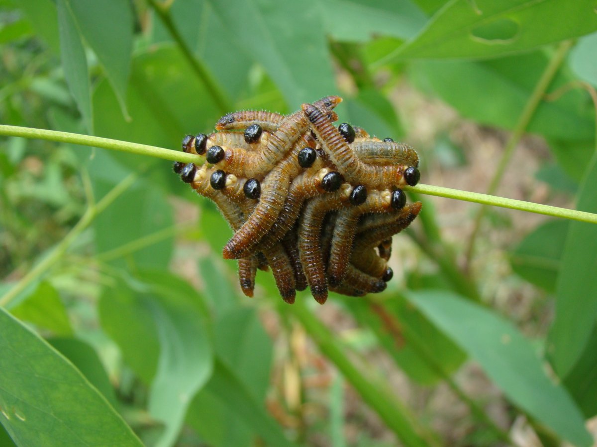 Венесуэльский пуделевый мотылек