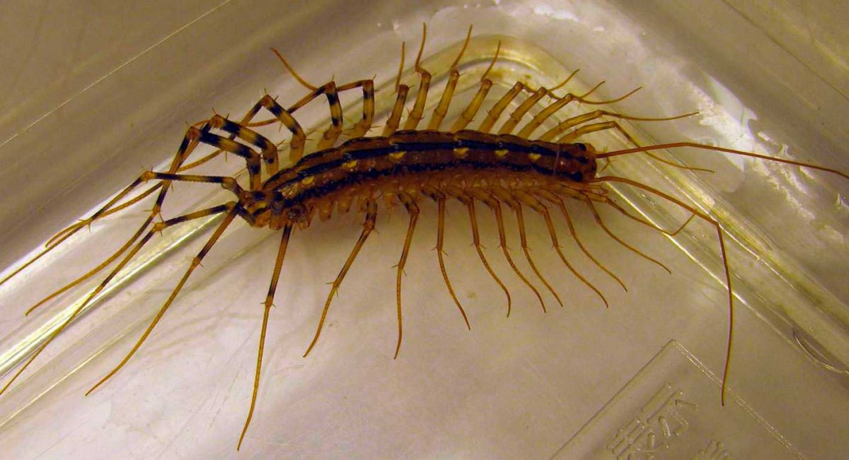 Чешуйчатка углелюбивая