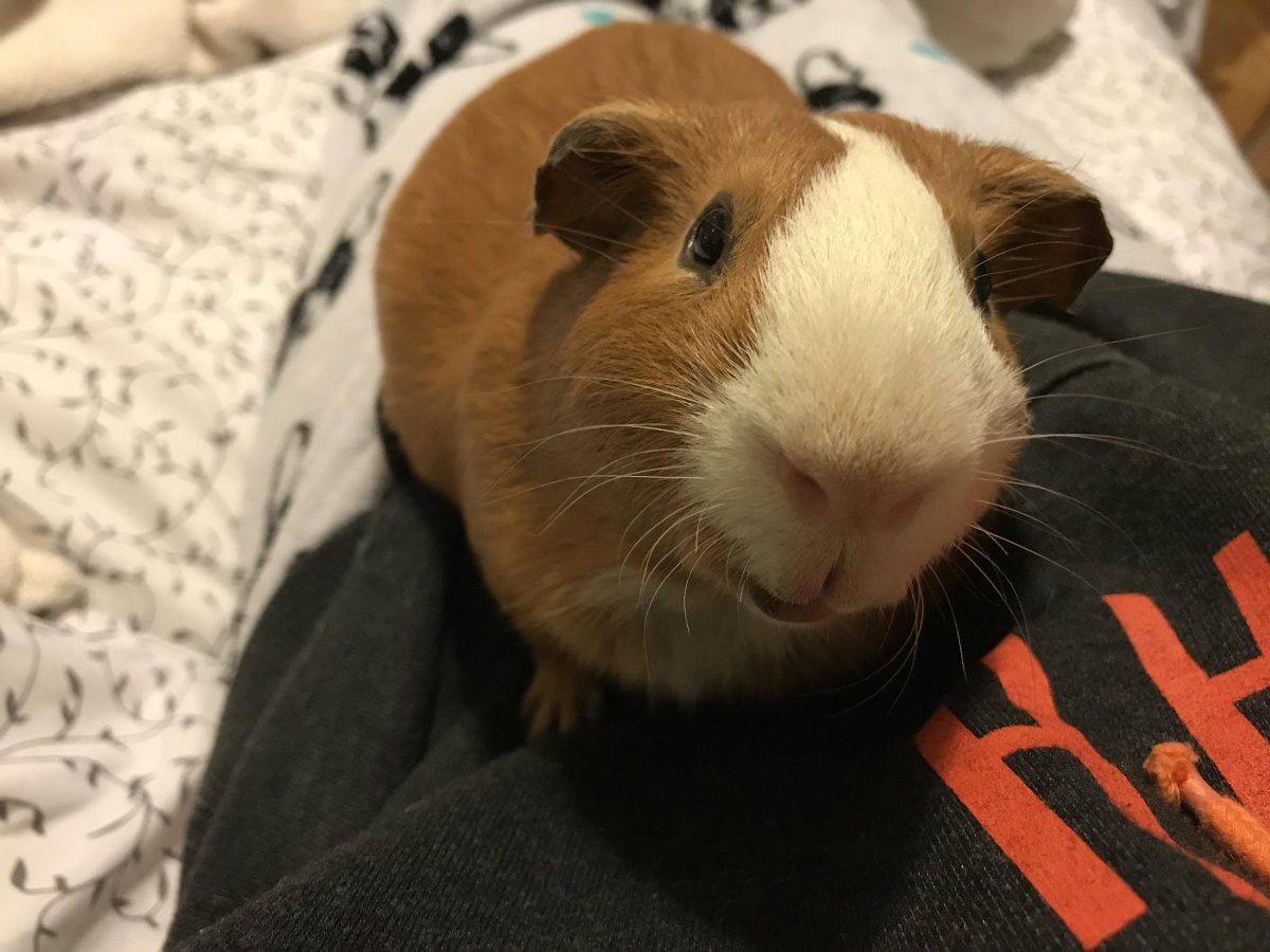 Морская свинка в воде