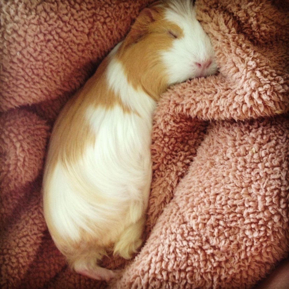Cavia для морских свинок