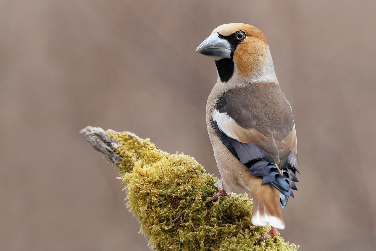 Птичка Дубонос обыкновенный