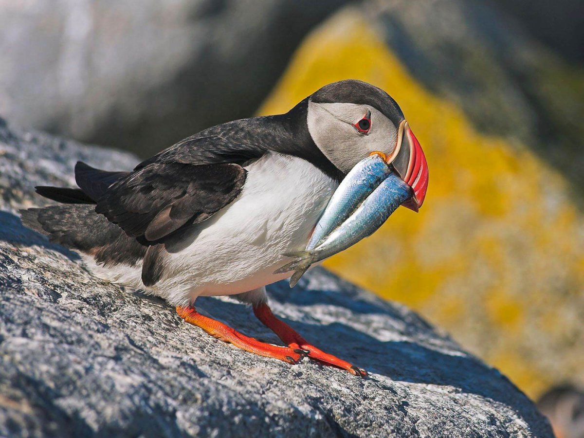 Северные птицы