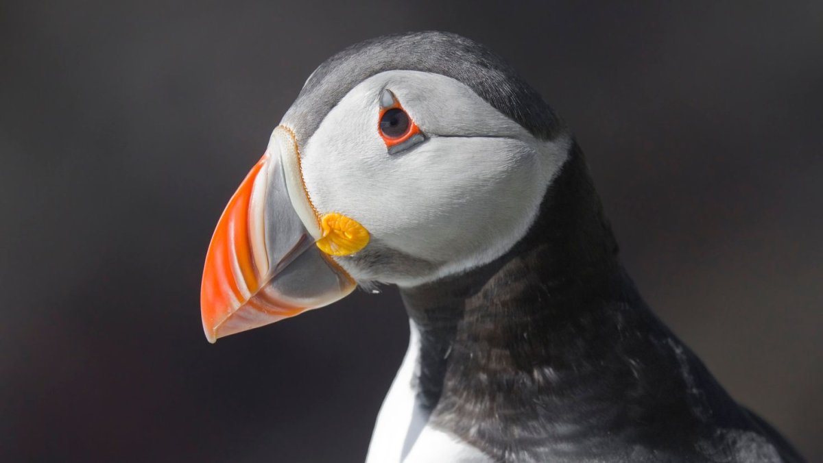 Атлантический тупик клюв